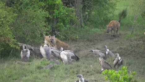 Hyenas-walking-toward-animal-kill-with-vultures