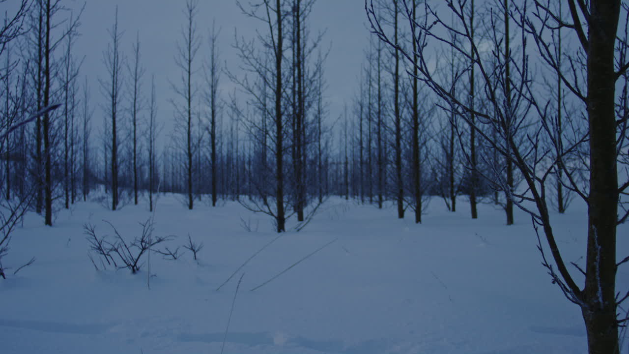 Snow covered forest trees in soft twilight, creating a serene and tranquil winter atmosphere, slow motion