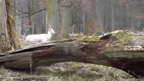 Seltenes-Weißwild-Im-Naturschutzgebiet-Schönbuch-Nahe-Der-Stadt-Stuttgart-In-Süddeutschland