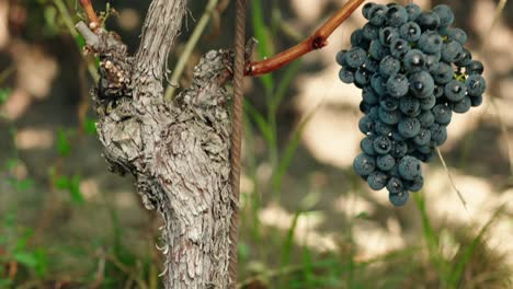 Transition-from-grapes-to-soil