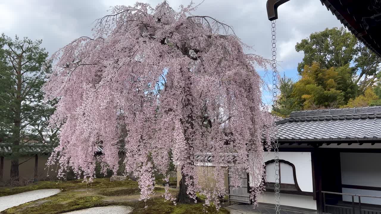Beautiful weeping sakura tree inside traditional Japanese zen garden
