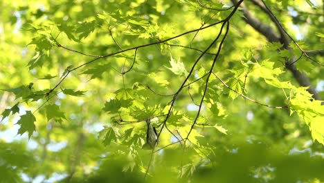 low angle view of small bird sitting on branch and takes off