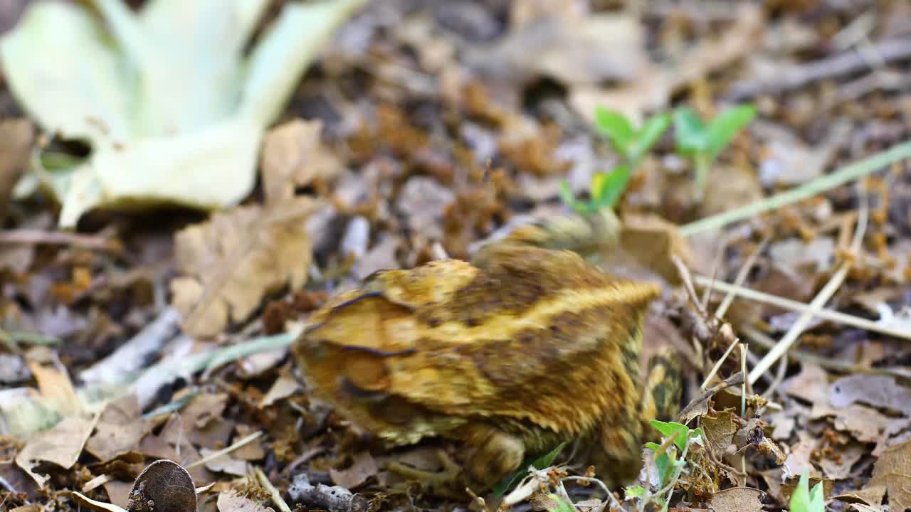 Video macro statico del rospo della costa del Golfo Incilius valliceps.