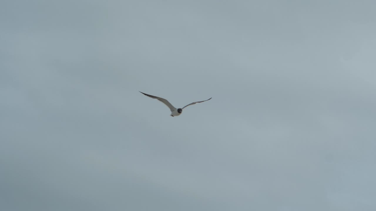 흐린 날 해변에서 갈매기가 날아간다