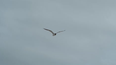 a seagull flies by during a cloudy day at the beach