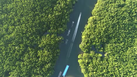 drone flying over sea and mangrove forest landscape high angle view. dynamic aerial shot amazing nature view