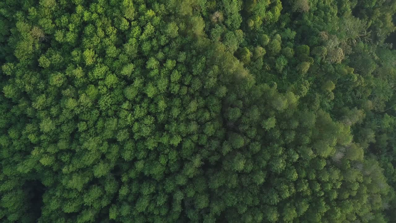 Overhead drone shot of forest with dense trees on mountain range in slightly foggy weather