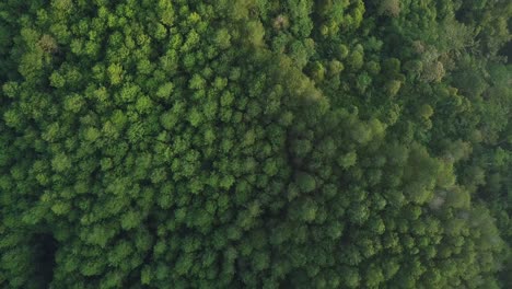 Overhead-drone-shot-of-forest-with-dense-trees-on-mountain-range-in-slightly-foggy-weather