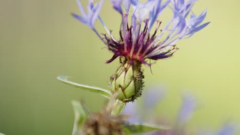 Cornflower---The-National-Flower-and-Symbol-of-Germany,-Close-up-Detail