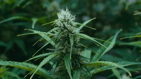 close-up of a flowering cannabis plant
