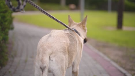 girl walking with a dog in the park