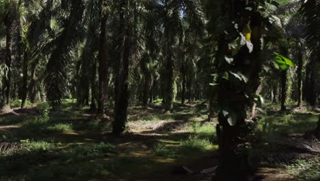 Rotierende-Drohnenaufnahme-Von-Palmen-Von-Einer-Palmölplantage-In-Costa-Rica