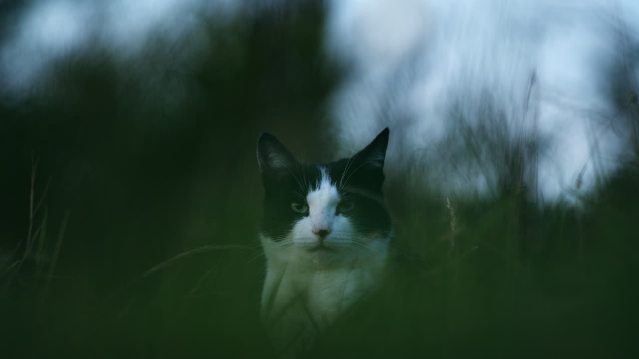Beautiful pet cat outside in long grass, yawning and looking at camera