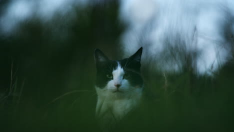 beautiful pet cat outside in long grass, yawning and looking at camera