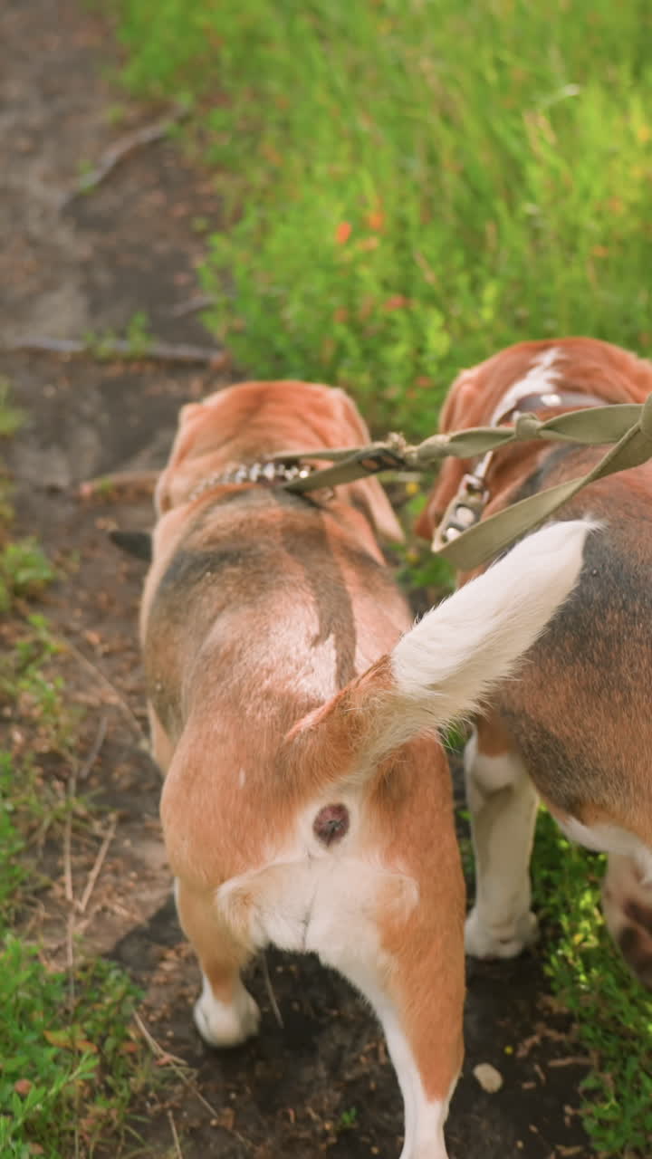 잔디로 된 농지에서 길을 따라 는 배경에 누군가에 의해 잡힌 두 개의 개의 뒷면, 개들은 높은 풀을 특징으로하는 배경으로 녹색 식물성을 탐구하고 있습니다.