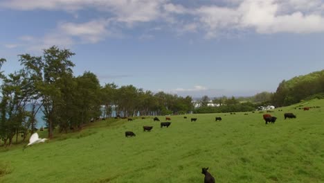 drone field birds cows ocean beautiful drone video