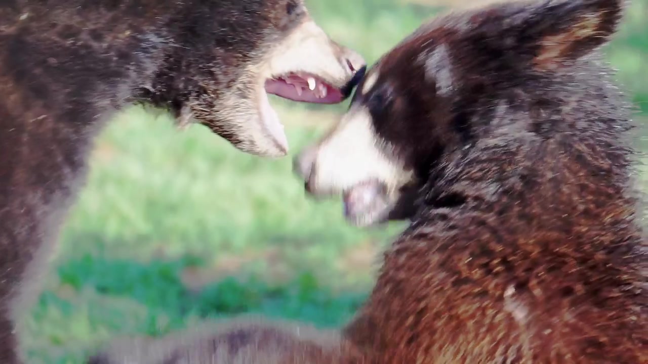 Cuccioli di orso nero che lottano giocosamente in slow motion a 60fps (a 24fps)