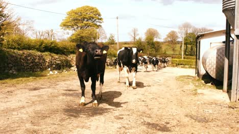 Herd-of-cattles-walking