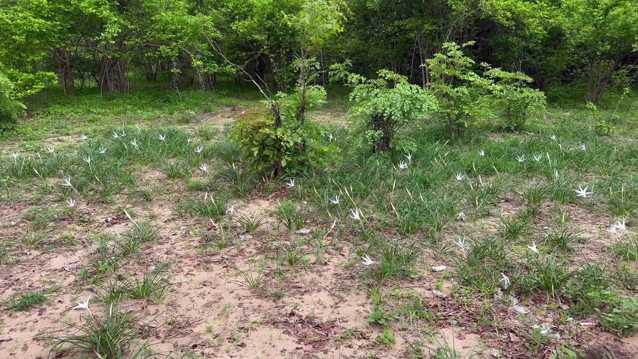 Fiori di giglio ragno dopo la pioggia nel Parco Nazionale di South Luangwa, Zambia.