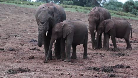 family of african savanna elephants use their trunks in digging hole on the ground