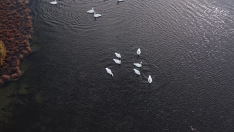 cisnes blancos flotando pacíficamente en un pequeño estanque de agua en un día soleado, antena