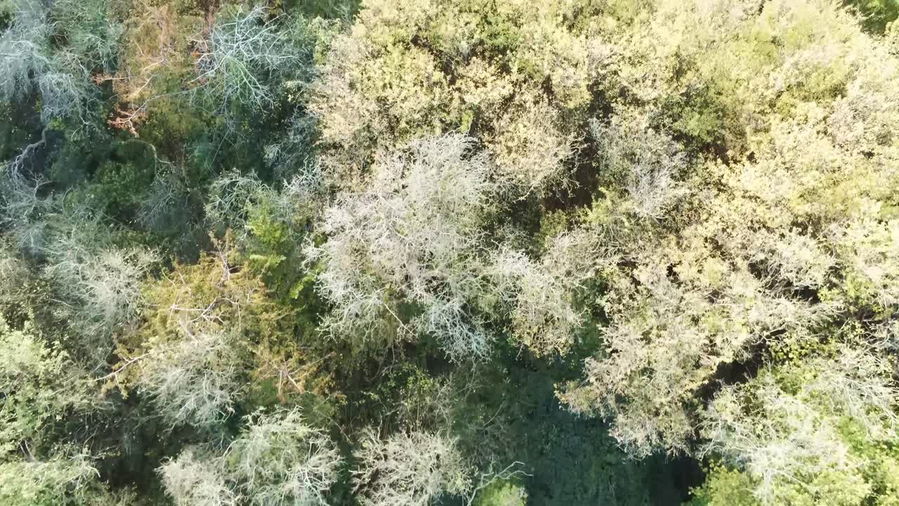 Scenic Autumn woodland landscape birds eye above trees close forward moving