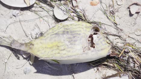 a lifeless fish rests on white sand surrounded by seashells and dried seaweed, highlighting marine decay and coastal wildlife cycles.