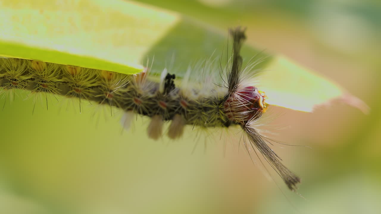 Hungry moth caterpillar devouring a green leaf in vibrant, bright sunlight, macro nature detail