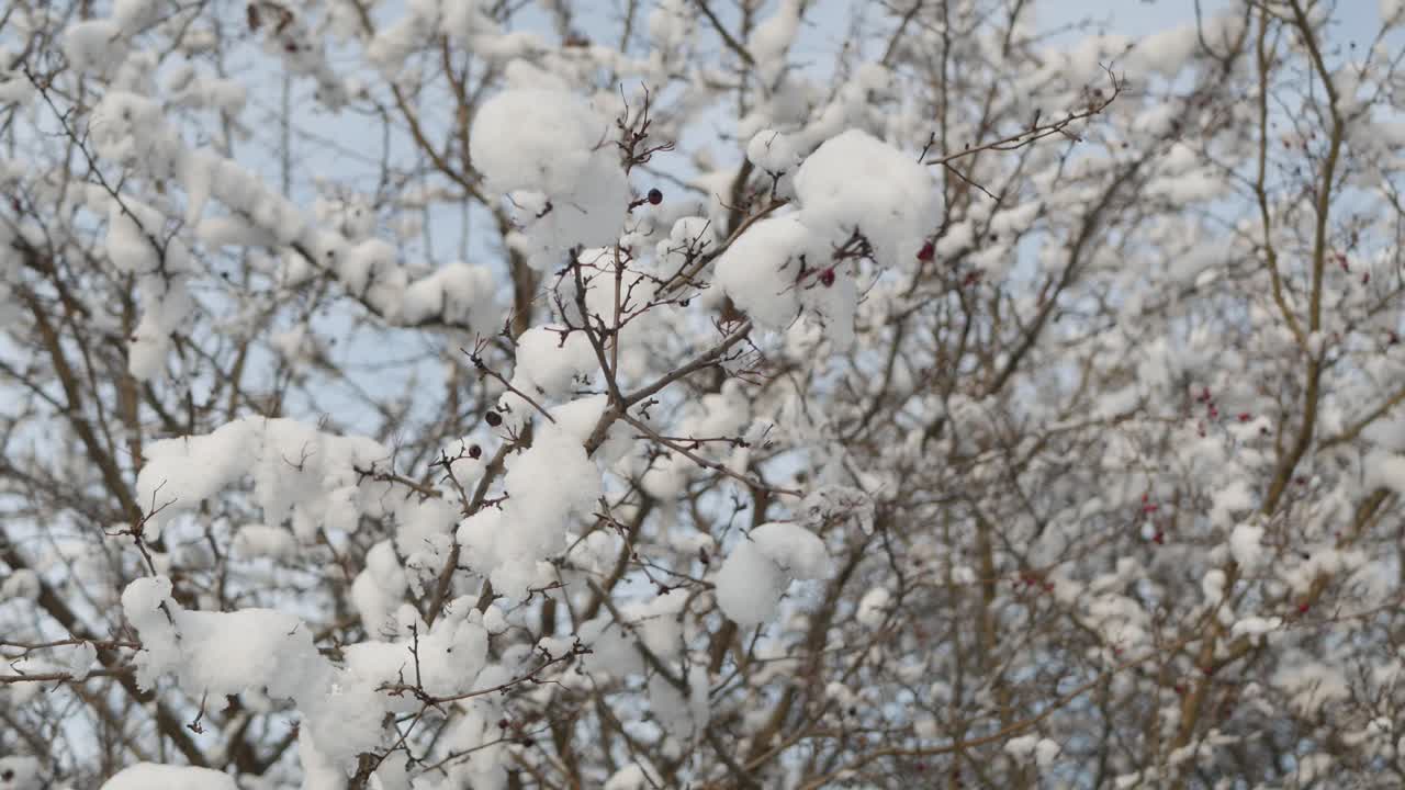 nieve en ramas desnudas de árboles, soleado día de invierno