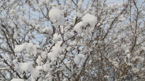 snow on bare branches of tree, sunny winter day