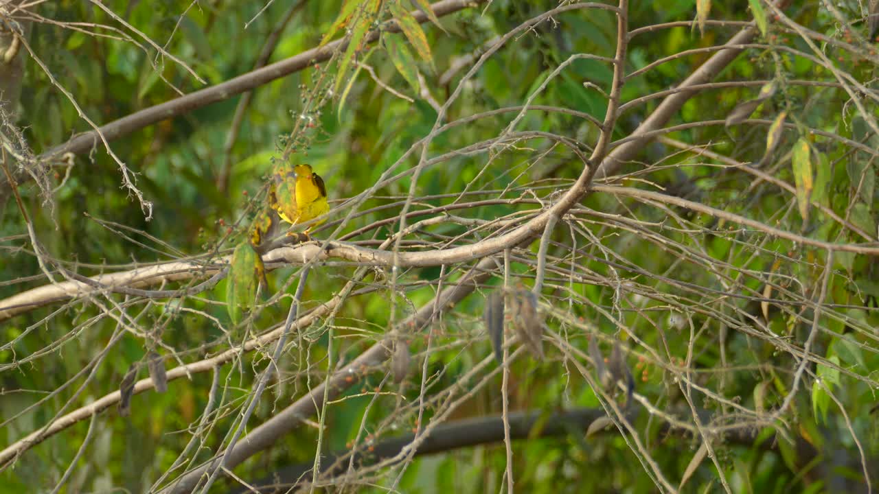 pájaro amarillo sentado en una rama de árbol con un fondo verde, primer plano, concepto de conservación