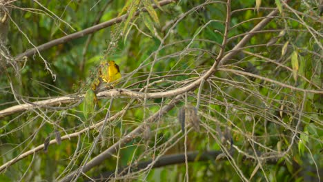 yellow bird sitting on a tree branch with a green background, close-up shot, conservation concept