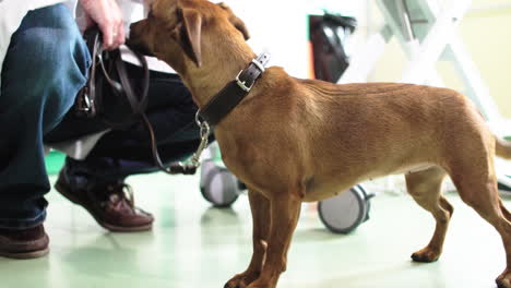 small dachshund is kindly stroked by the vet