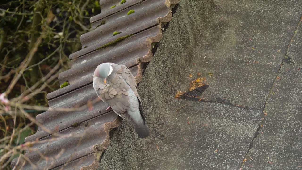 옥상에 서서 스스로 청소하는 비둘기 새