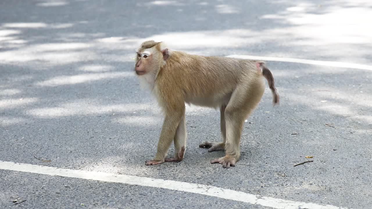 un mono de pie en la carretera en el punto de vista de khao rang, phuket