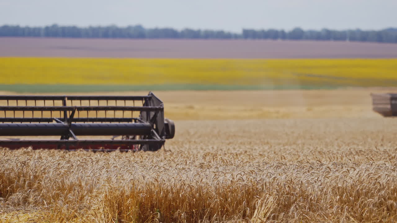 Combine harvester on wheat field. Combine harvesting in field of golden wheat