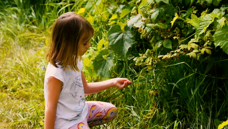 cute little girl picking wild raspberries and eating them