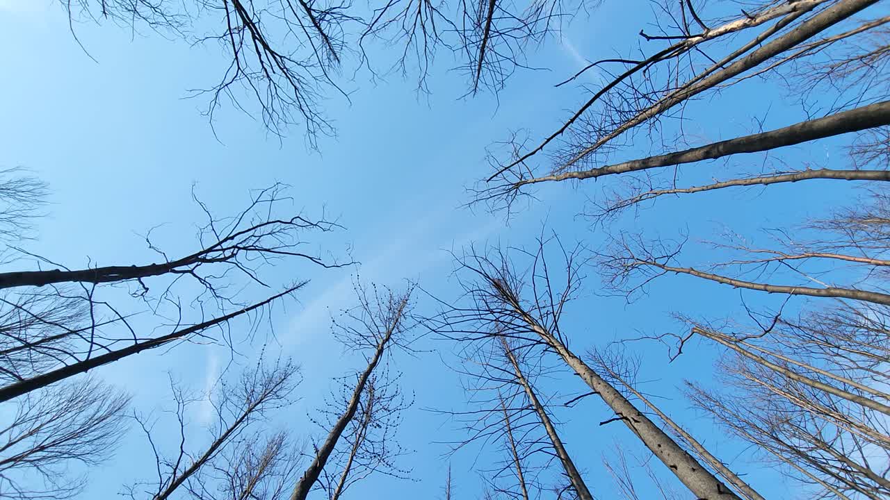 Looking Up On Bald Tree Branches In Clear Sky