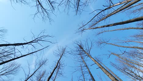 Looking-Up-On-Bald-Tree-Branches-In-Clear-Sky