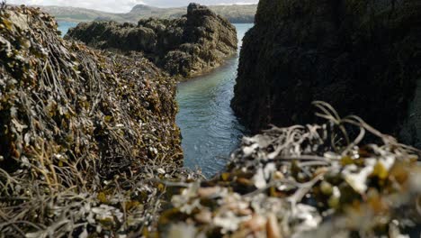 the turquoise waters of an ocean swell steadily rise and fall in a small gap in rocks on the edge of a sea cliff covered in bladder wrack seaweed