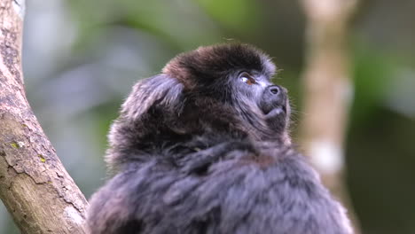 A-beautiful-black-fur-Goeldi-monkey-curiously-looking-at-it's-surroundings---Close-up-slowmo