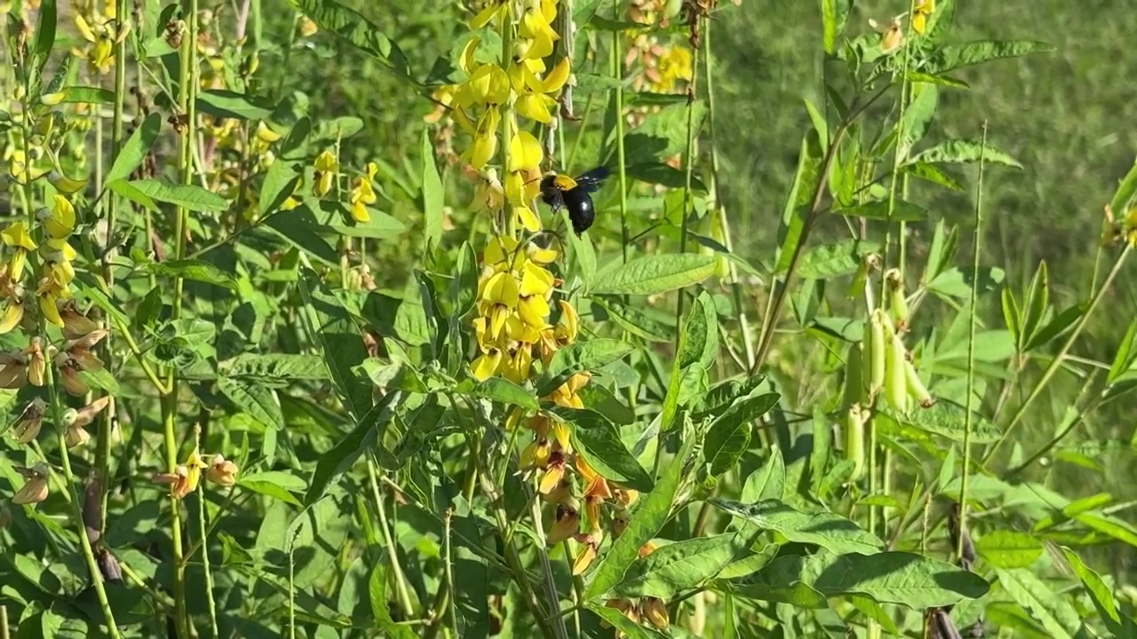 Ape legnaiola che impollina fiori di campo gialli in un prato soleggiato