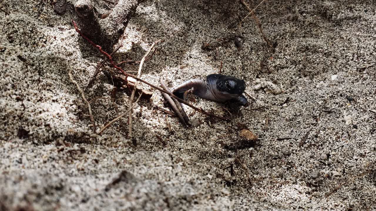aparición de tortugas marinas jóvenes y lucha por salir a la arena de la playa