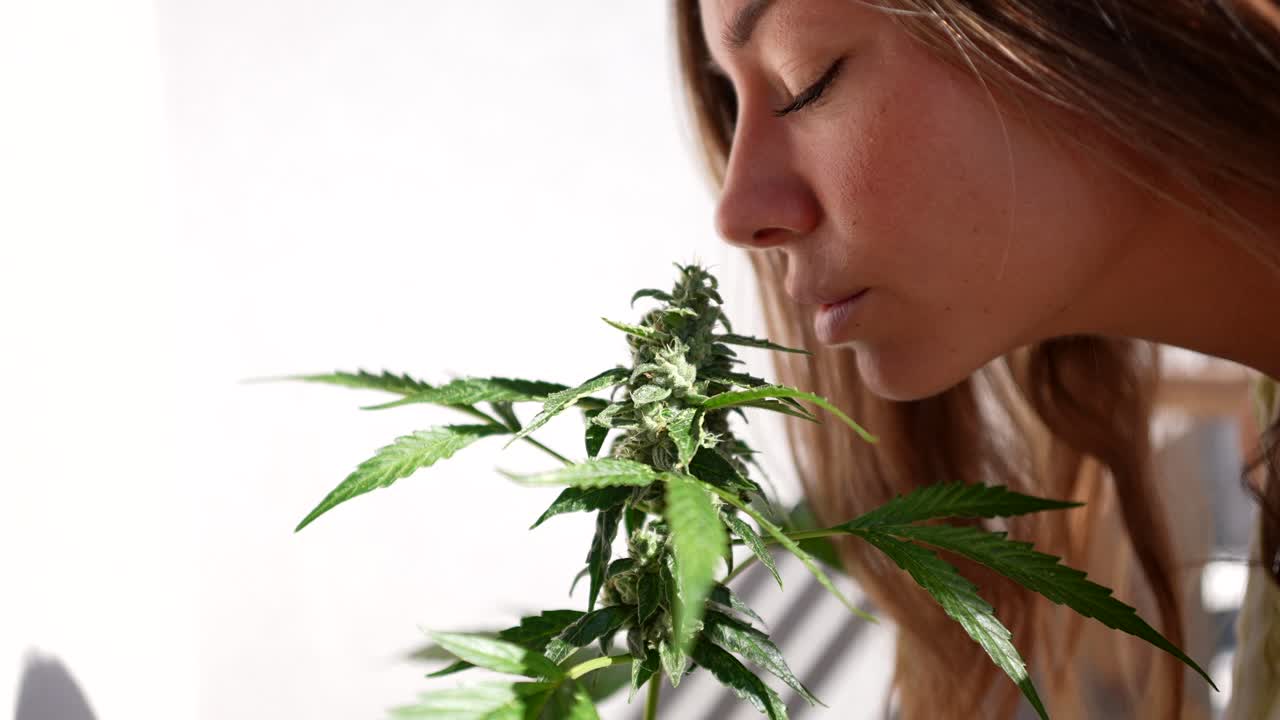 Primo piano di una ragazza che annusa una pianta di cannabis.