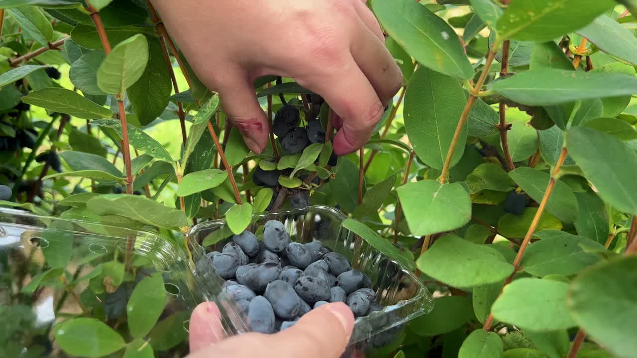 Hands picking Haskap blueberries inside a dense bush and filling a clamshell with them