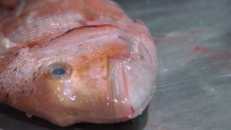 Placing-a-red-blackspot-sea-bream-on-a-metal-table,-CLOSE-UP-on-fish-face