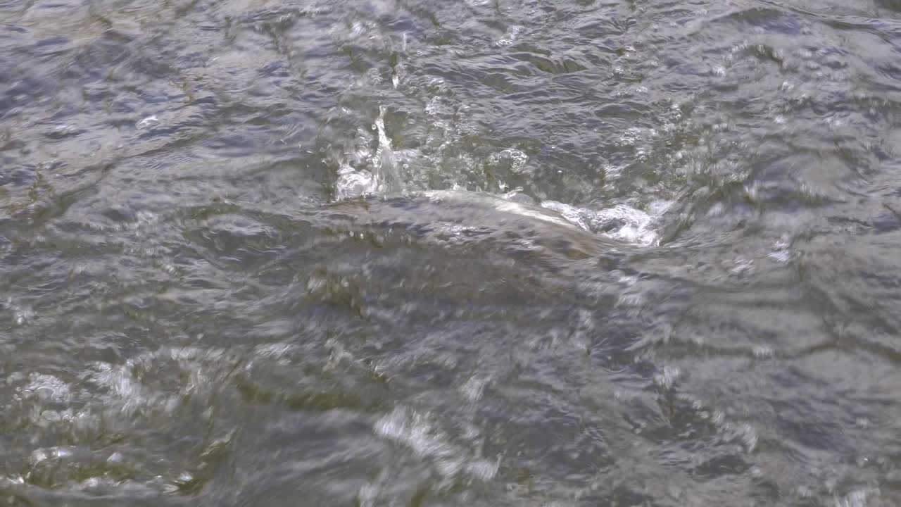 Freshwater Stream Flowing At Yangjaecheon In Seoul, South Korea