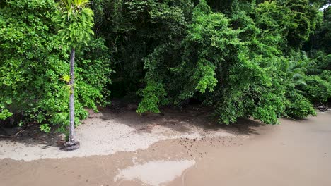 Playa-De-Arena-Perfecta-En-El-Paraíso-Selvático-De-Drake-Bay-En-Costa-Rica