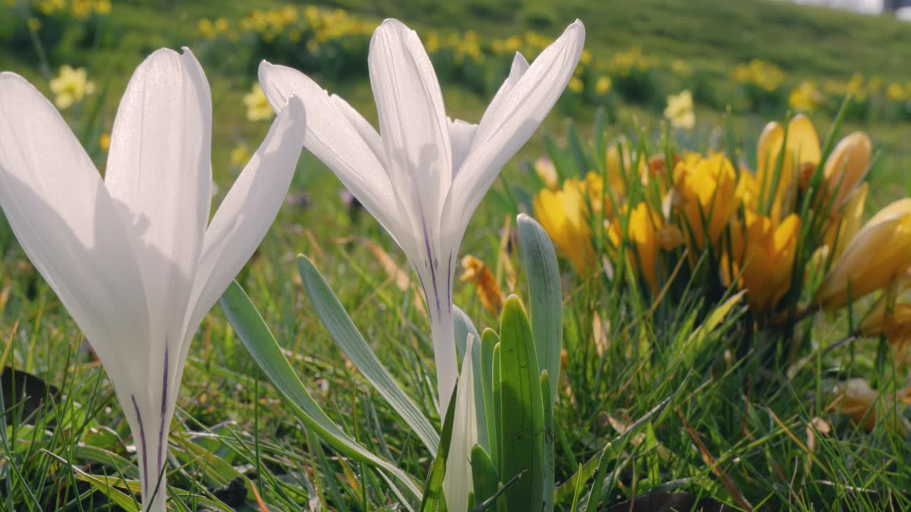 Two white crocus flowers bloom in a green field with yellow blossoms in the background, symbolizing the beauty of spring.