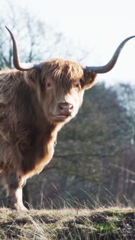 highland cow in a field